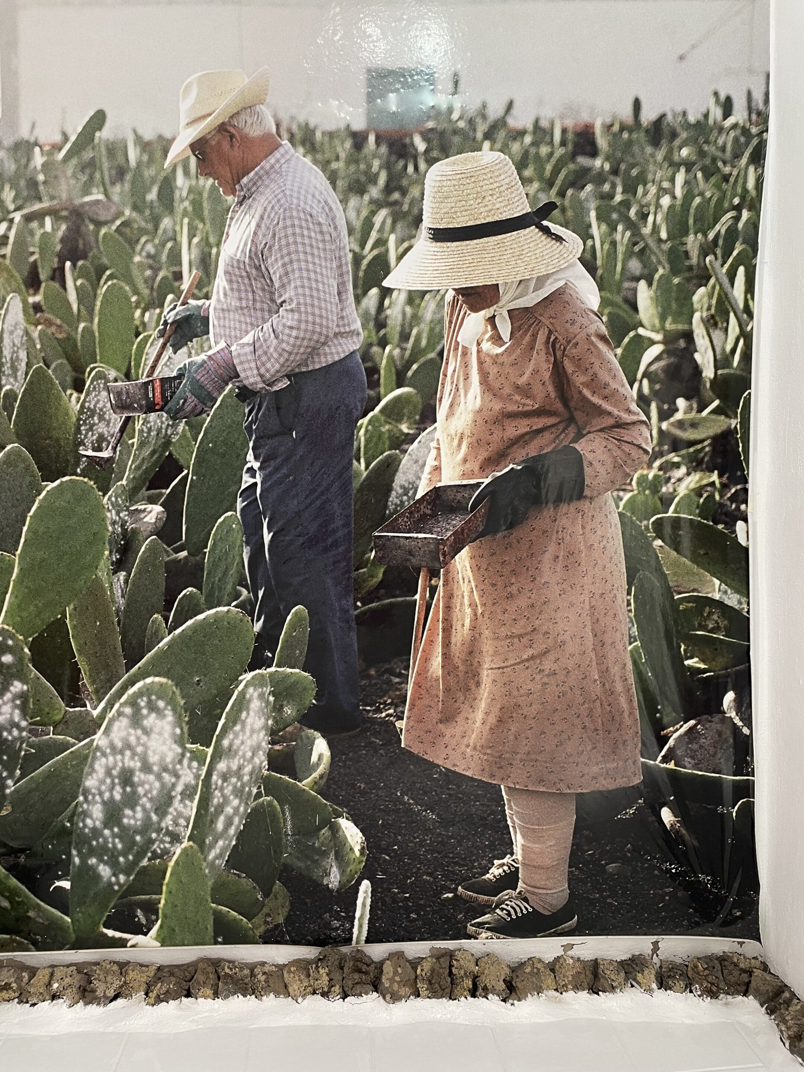 Cactus plants Lanzarote